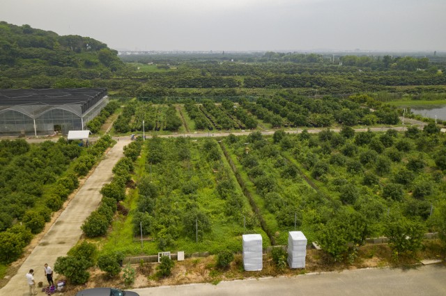 挑花眼!苏州这里竟保存了200多种杨梅
